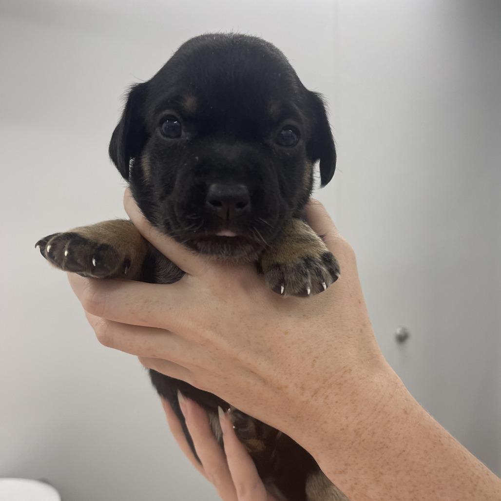 Laura, Adoptable, Puppy Female Mixed Breed.