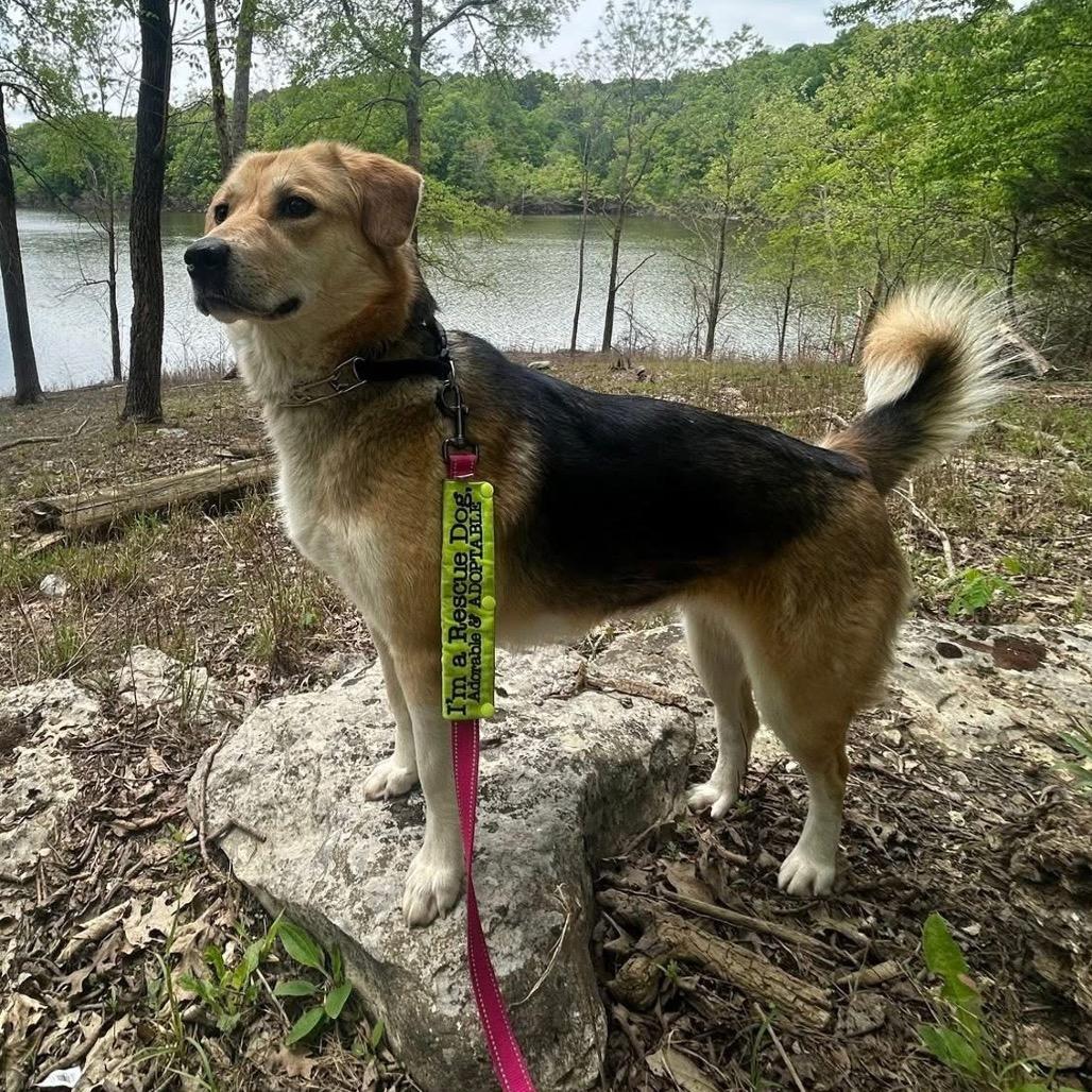 QUEENIE, Adoptable, Adult Female Great Pyrenees & Beagle.
