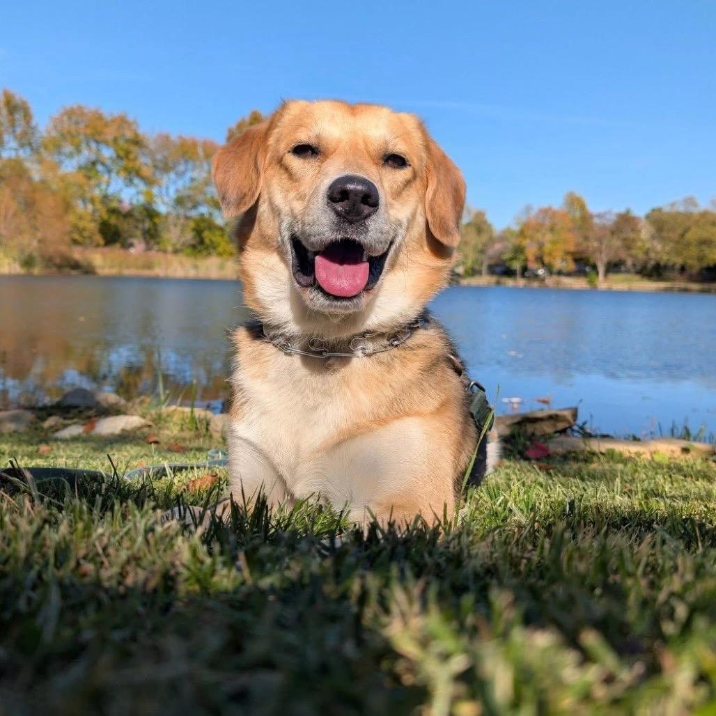QUEENIE, a Adoptable mixed breed in La Grange, KY image 2/6