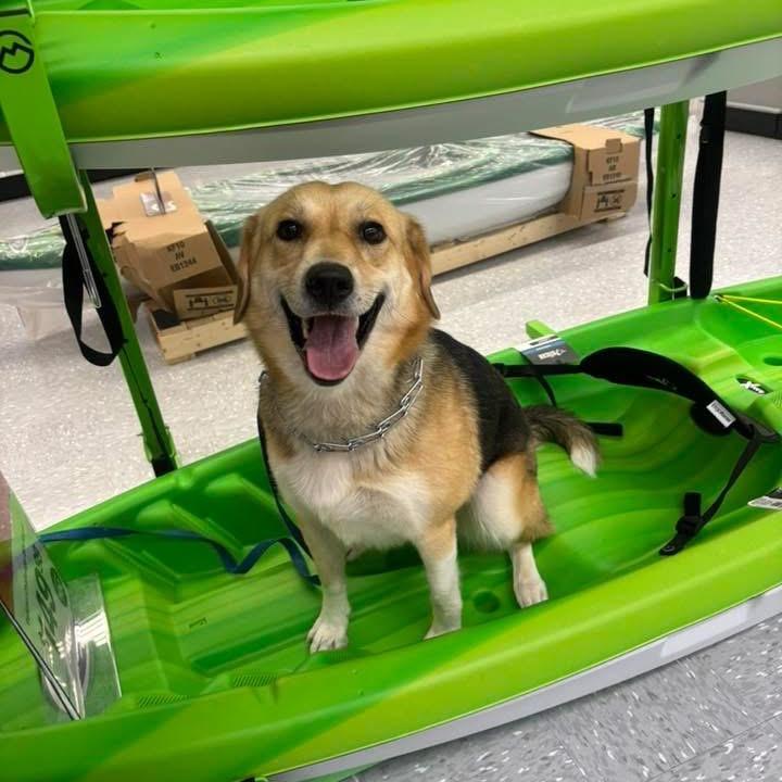 QUEENIE, a Adoptable mixed breed in La Grange, KY image 3/6