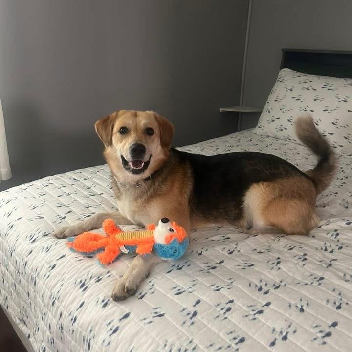 QUEENIE, a Adoptable mixed breed in La Grange, KY image 4/6