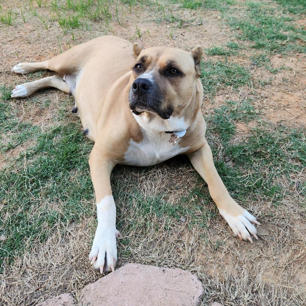 Vida, Adoptable, Adult Female Mixed Breed.