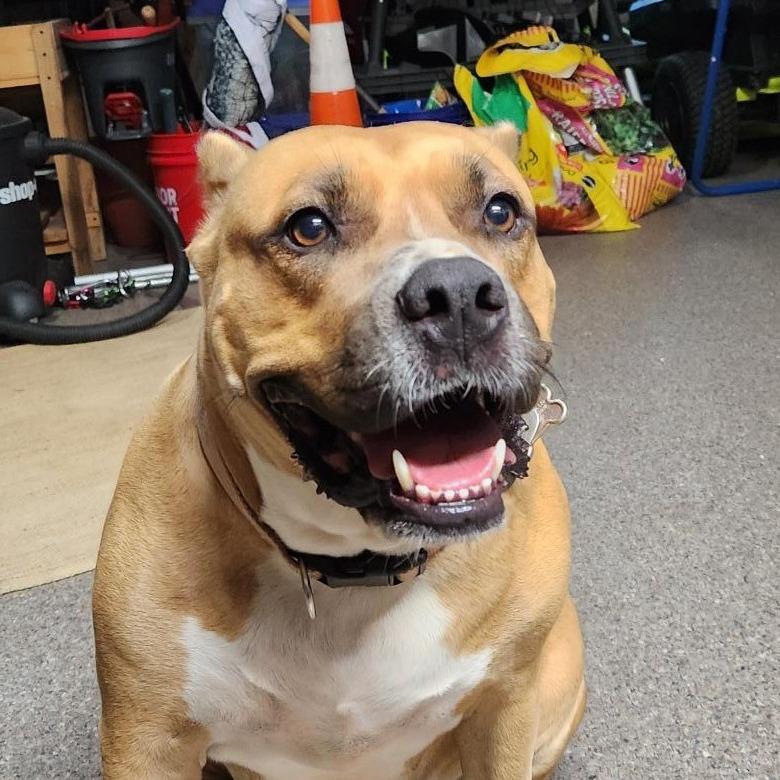 Vida, a Adoptable Mixed Breed in Columbus, GA image 3/6