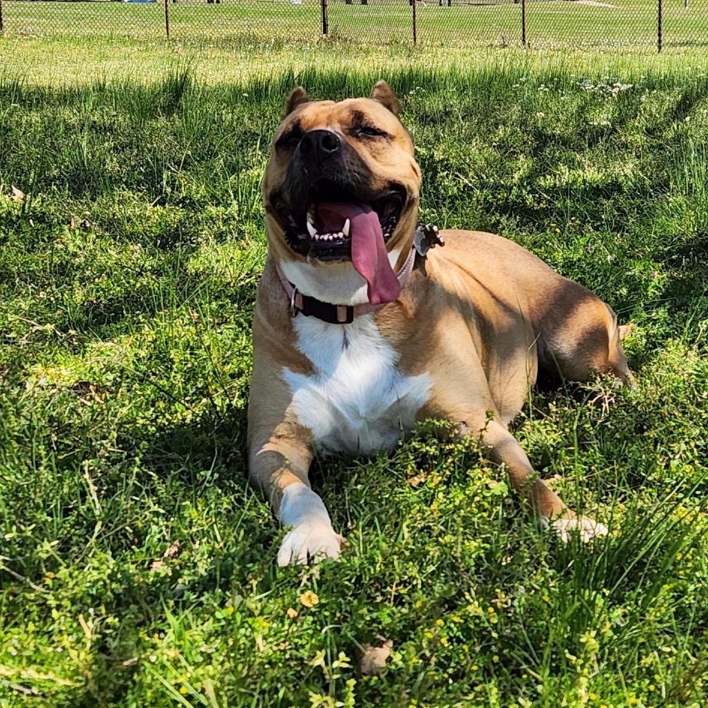 Vida, a Adoptable Mixed Breed in Columbus, GA image 5/6