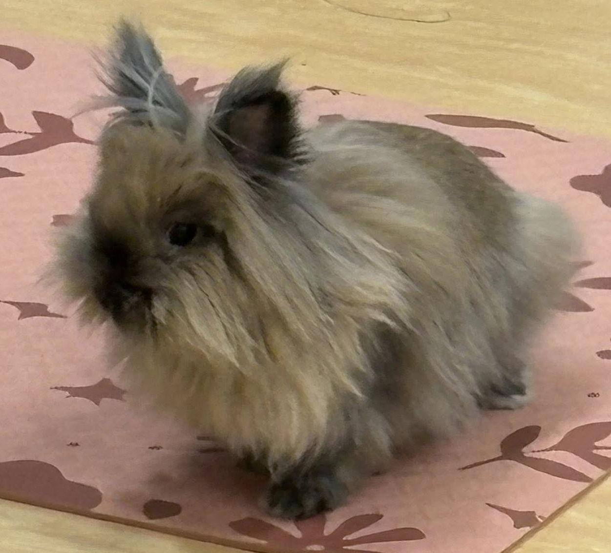 Enlarge Cider, a Adoptable Lionhead in Lakeville, MN image 1/3