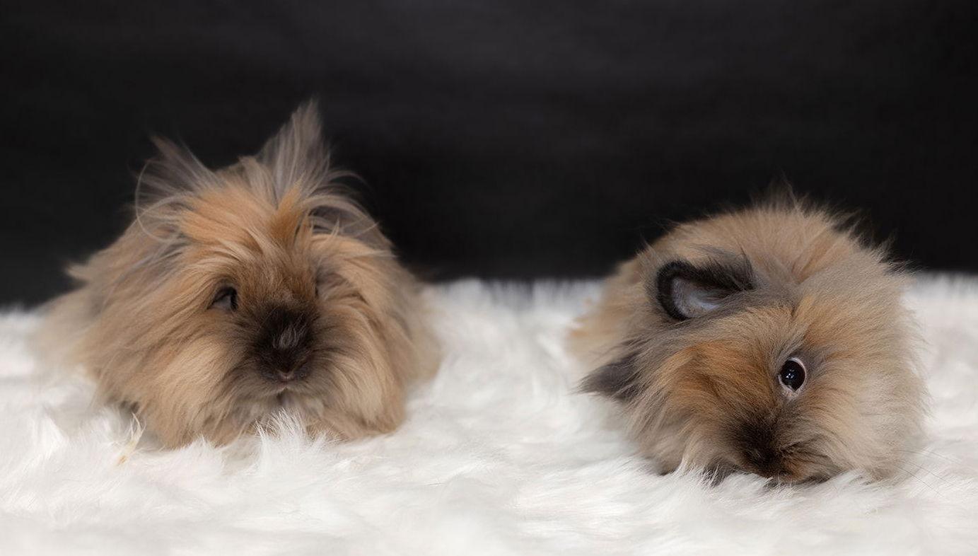 Enlarge Cider, a Adoptable Lionhead in Lakeville, MN image 2/3