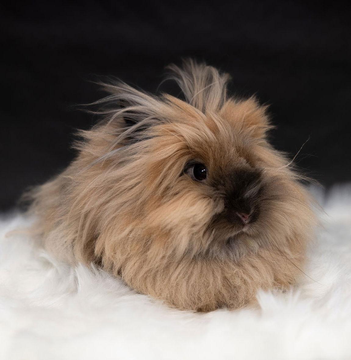 Enlarge Cider, a Adoptable Lionhead in Lakeville, MN image 3/3