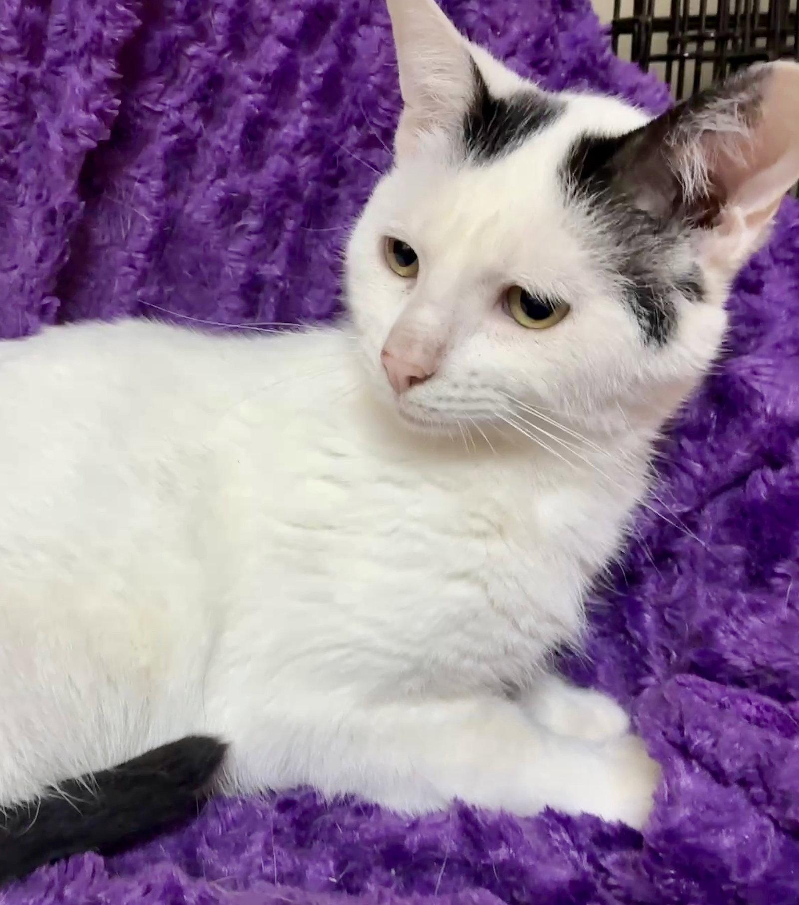 Enlarge Zap, a Adoptable Domestic Short Hair in Forest Lake, MN image 1/3