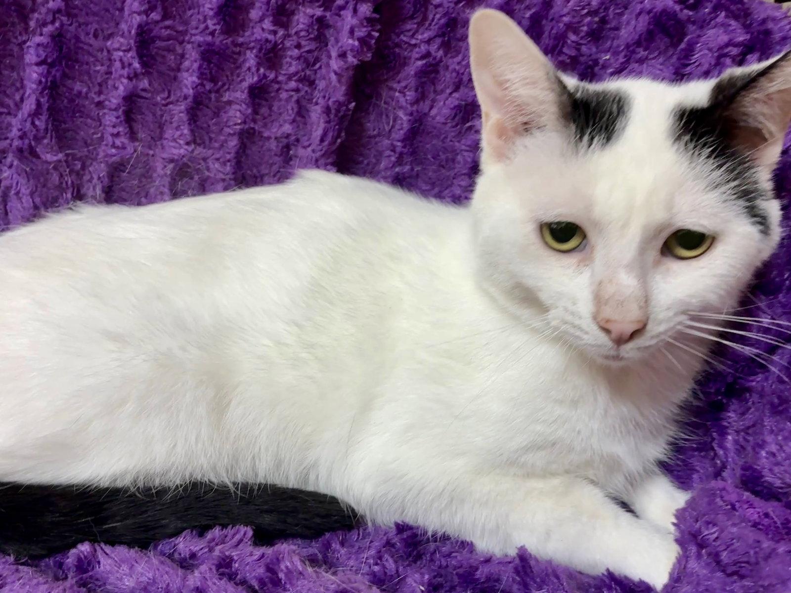 Enlarge Zap, a Adoptable Domestic Short Hair in Forest Lake, MN image 2/3
