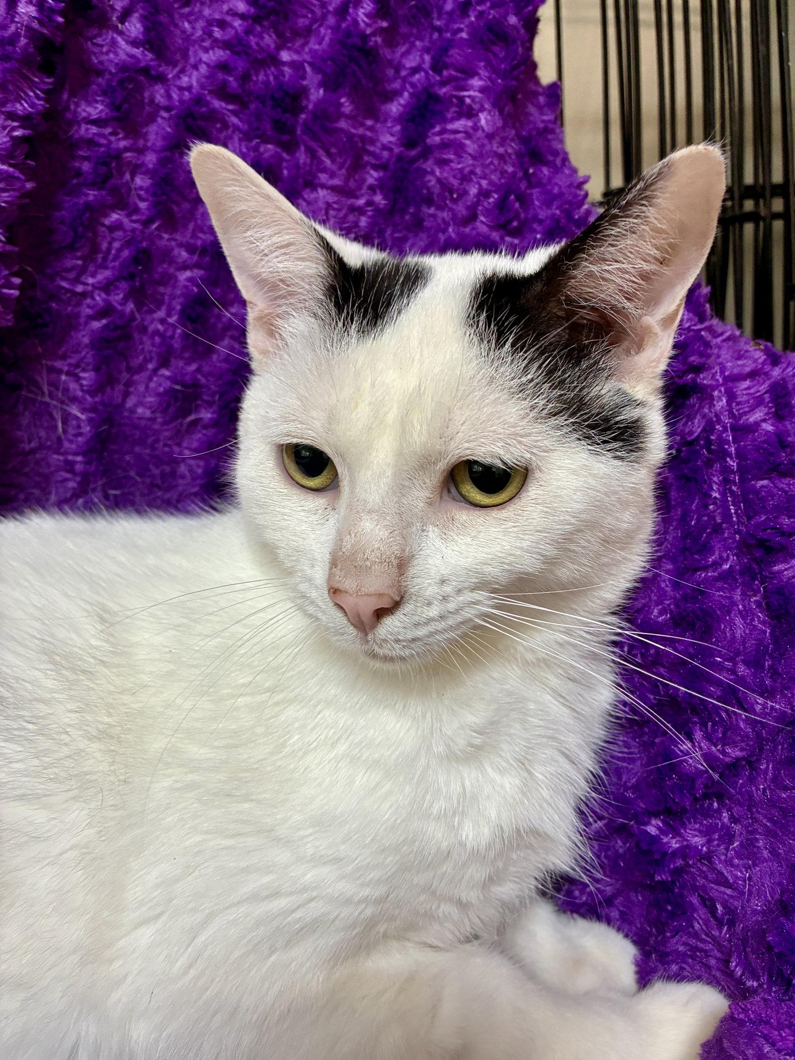Enlarge Zap, a Adoptable Domestic Short Hair in Forest Lake, MN image 3/3