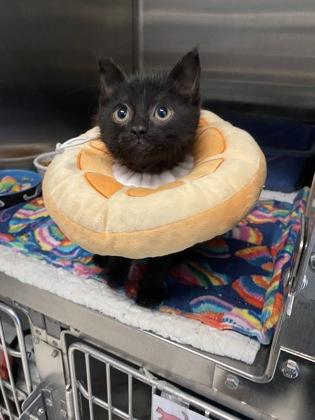 Lance, an adopted Domestic Short Hair in Belleville, MI image 2/2