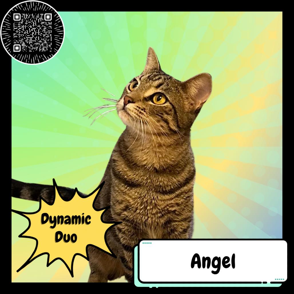 Enlarge Angel & Barney, a Adoptable Domestic Short Hair in Suisun City, CA image 1/5