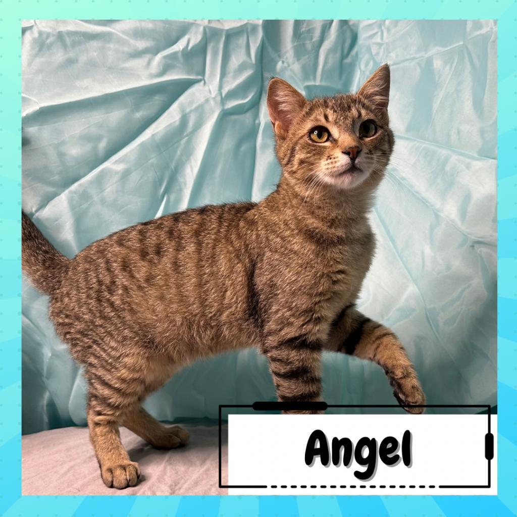 Enlarge Angel & Barney, a Adoptable Domestic Short Hair in Suisun City, CA image 2/5