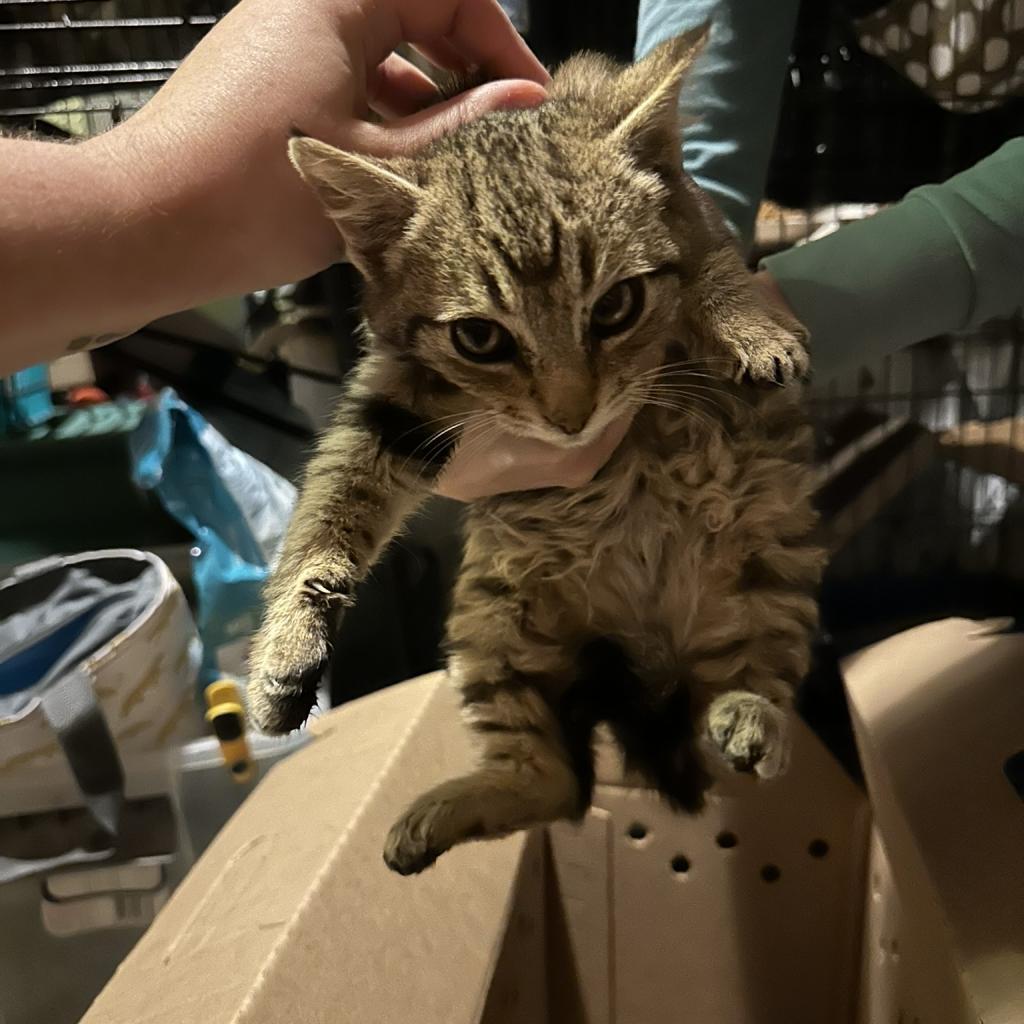 Enlarge Angel & Barney, a Adoptable Domestic Short Hair in Suisun City, CA image 3/5