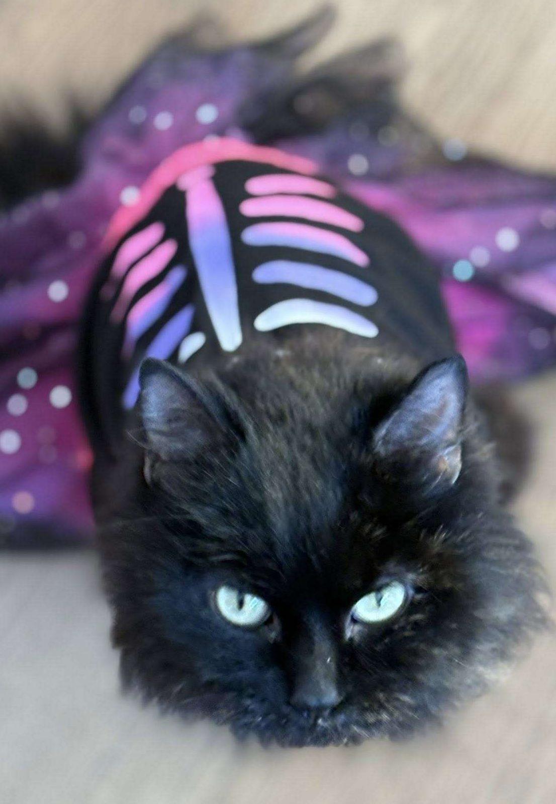 Enlarge After Eight , a ADOPTABLE Domestic Long Hair in Nepean, ON image 1/1