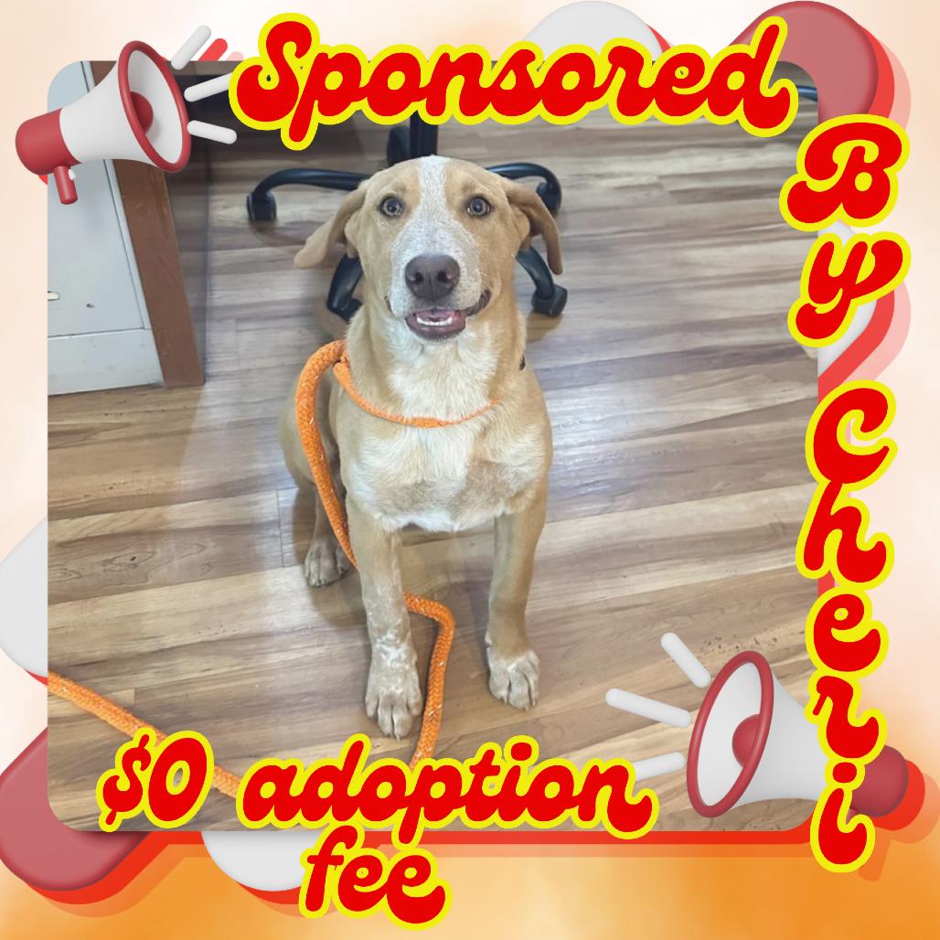 Stitch, a Adoptable Mixed Breed in Priest River, ID image 1/4