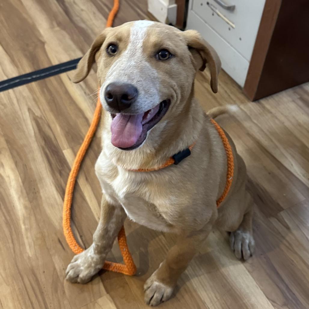 Stitch, a Adoptable Mixed Breed in Priest River, ID image 2/4