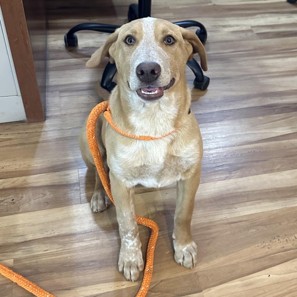 Stitch, a Adoptable Mixed Breed in Priest River, ID image 3/4
