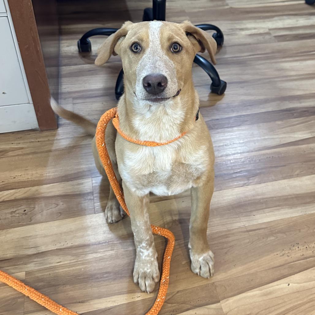 Stitch, a Adoptable Mixed Breed in Priest River, ID image 4/4