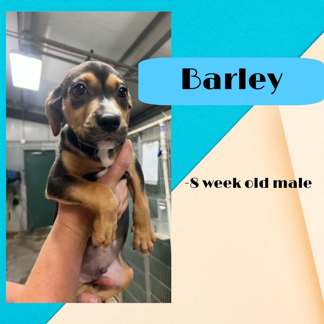 Barley