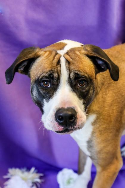 Maeve, Adoptable, Puppy Female Cane Corso & Mixed Breed.