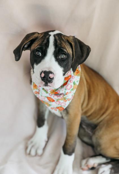 Maeve, a Adoptable mixed breed in Dothan, AL image 2/3