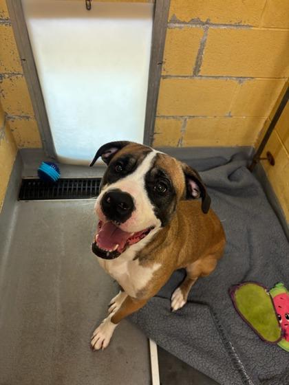 Maeve, a Adoptable mixed breed in Dothan, AL image 3/3