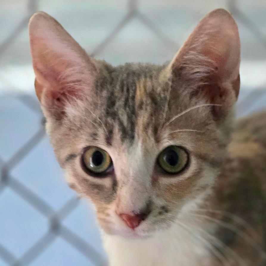 Chai, Adoptable, Kitten Female Domestic Short Hair.