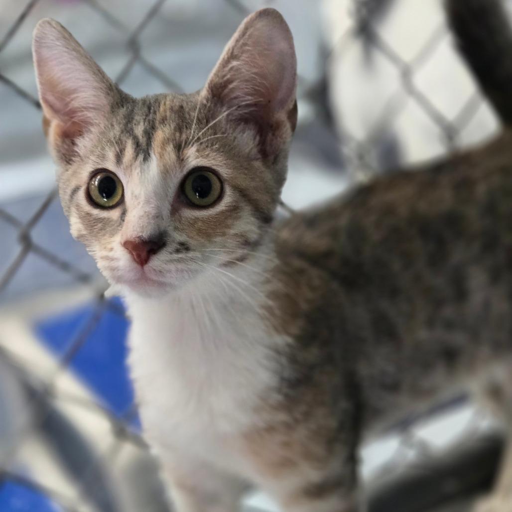 Enlarge Chai, a Adoptable Domestic Short Hair in Lexington, SC image 2/2