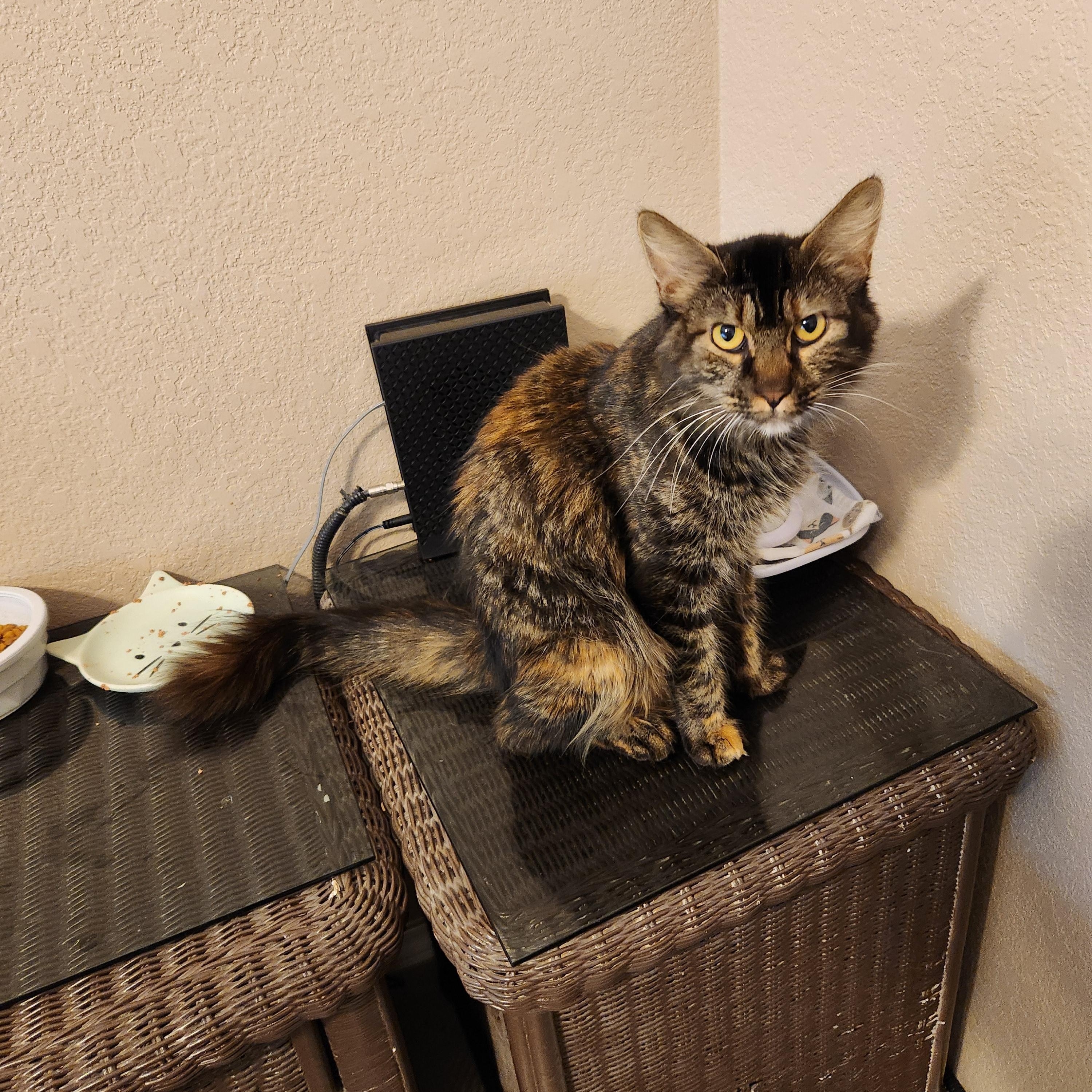 Enlarge Toffee - Courtesy Post, a ADOPTABLE mixed breed in Fort Worth, TX image 1/1