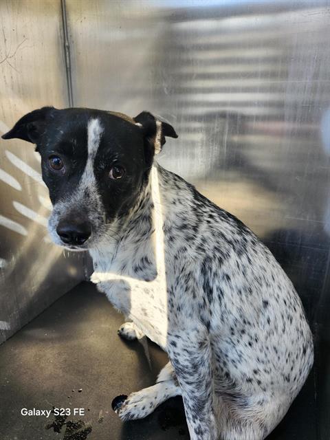 BINGO, Adoptable, Adult Male Australian Cattle Dog / Blue Heeler.