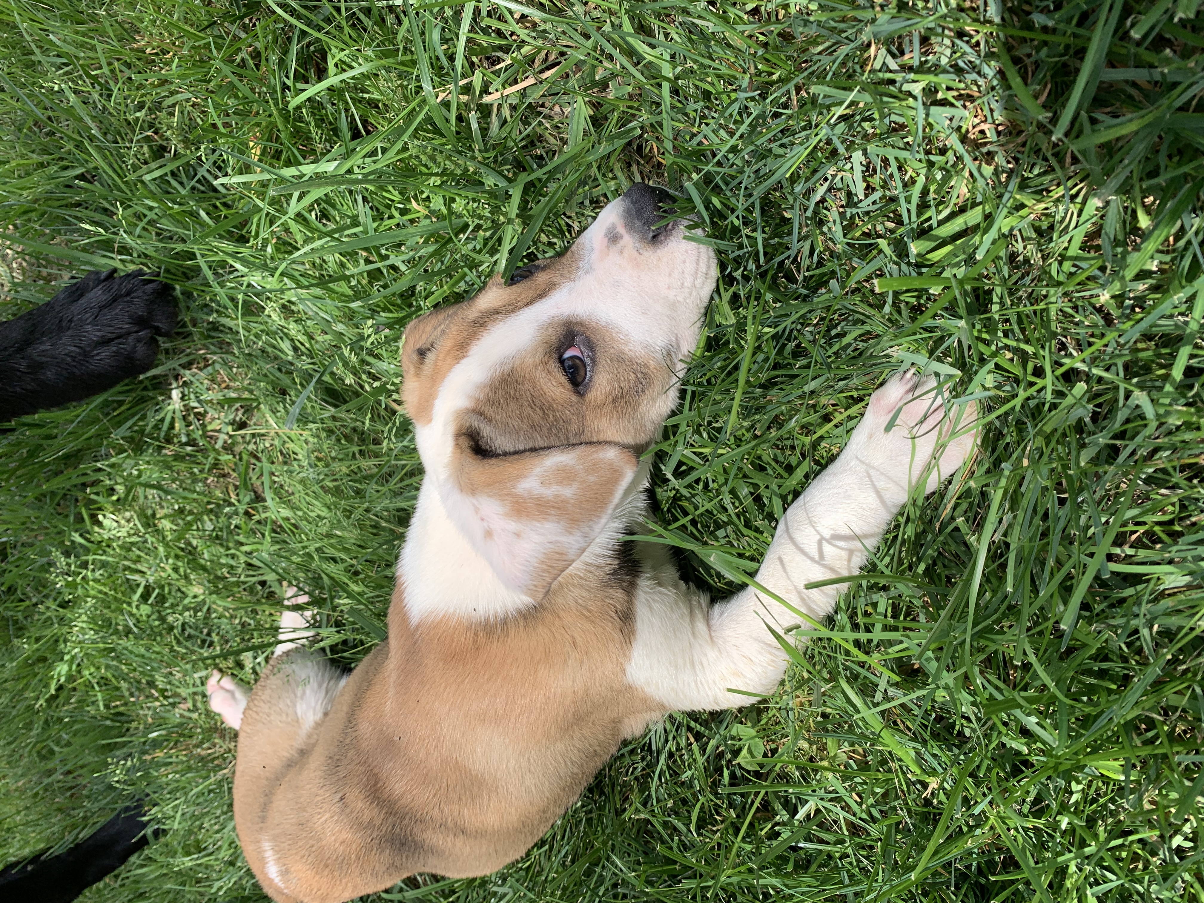 Enlarge Poppy, a Adopted Labrador Retriever in Brownstown, IN image 2/5