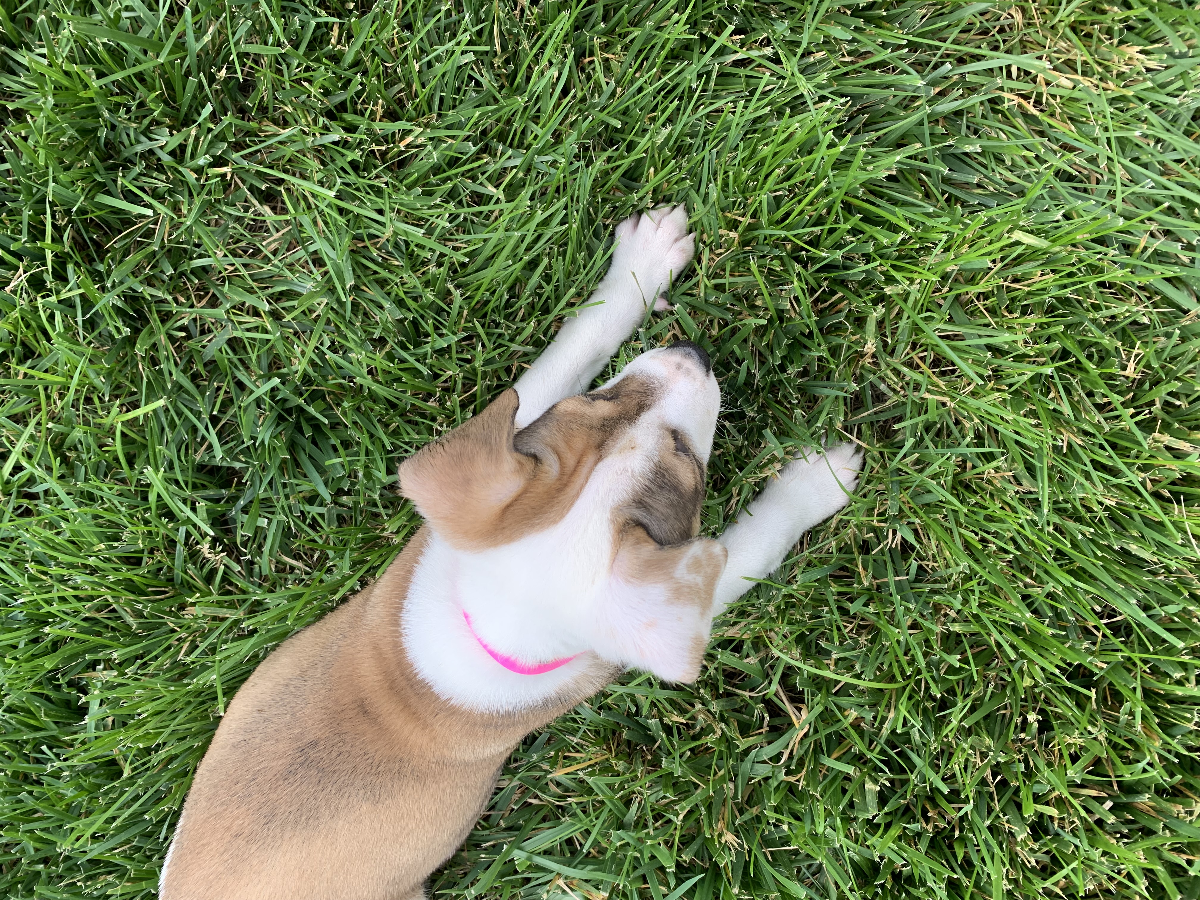 Enlarge Poppy, a Adopted Labrador Retriever in Brownstown, IN image 5/5