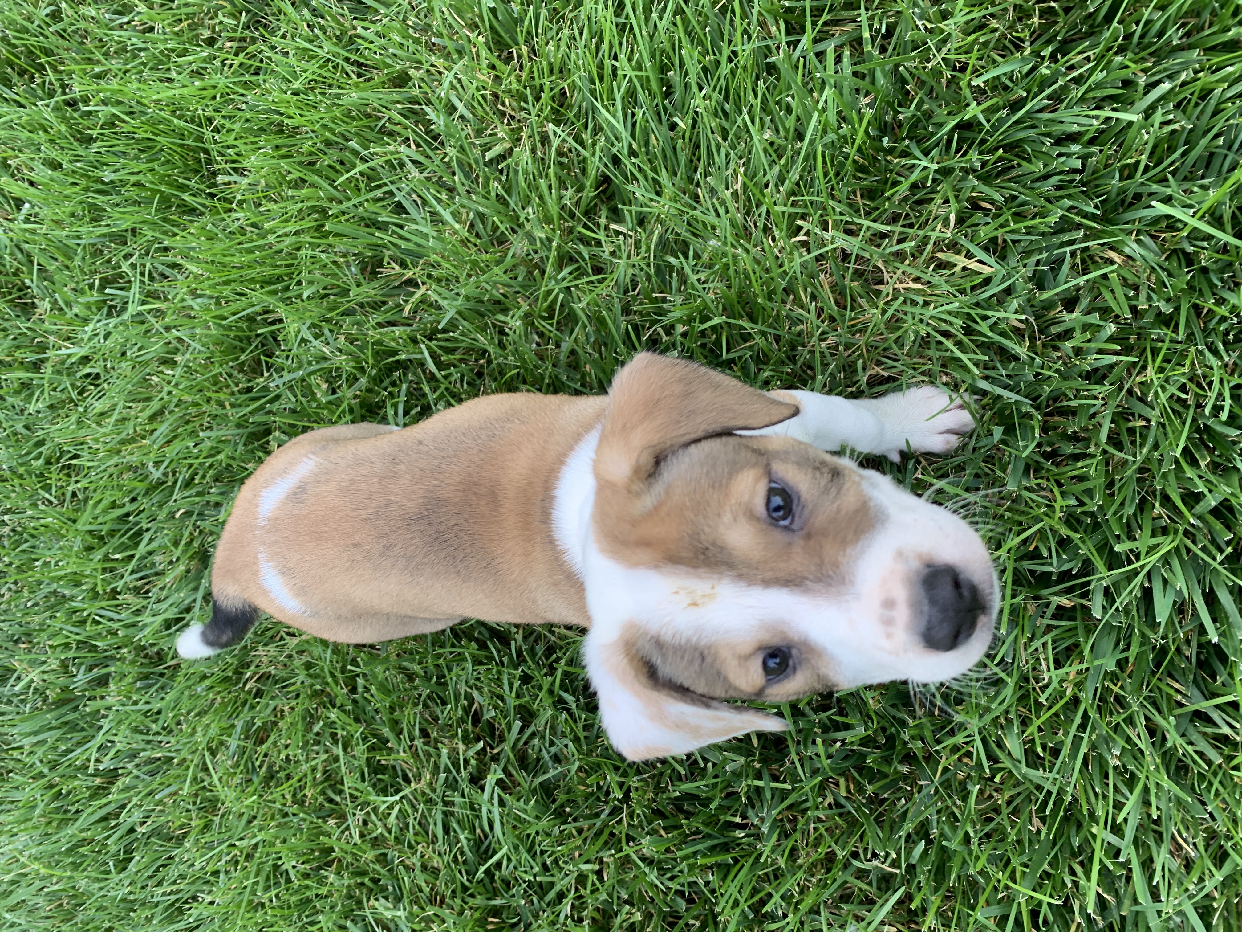 Enlarge Poppy, a Adopted Labrador Retriever in Brownstown, IN image 4/5