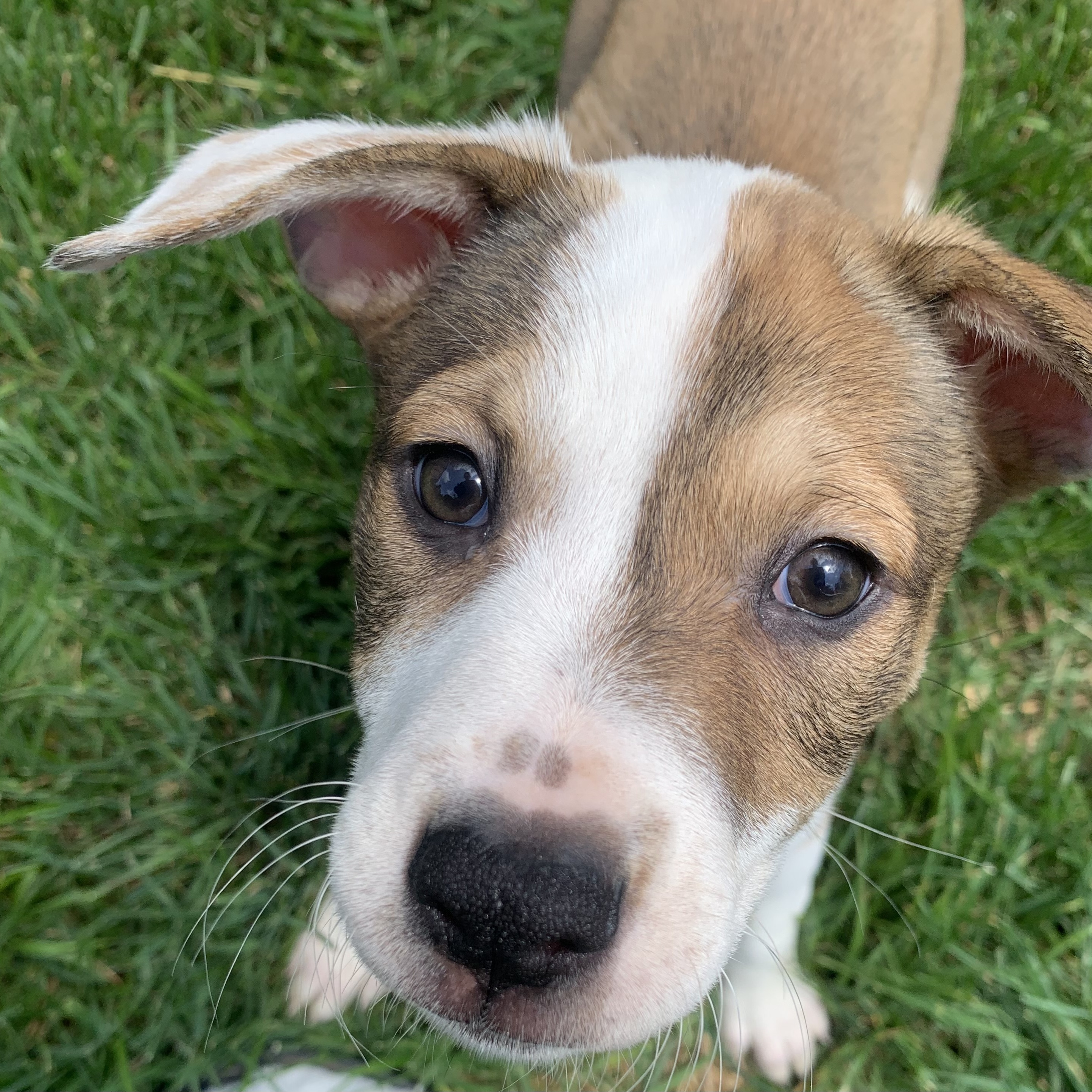 Poppy, Adopted, Puppy Female Labrador Retriever.
