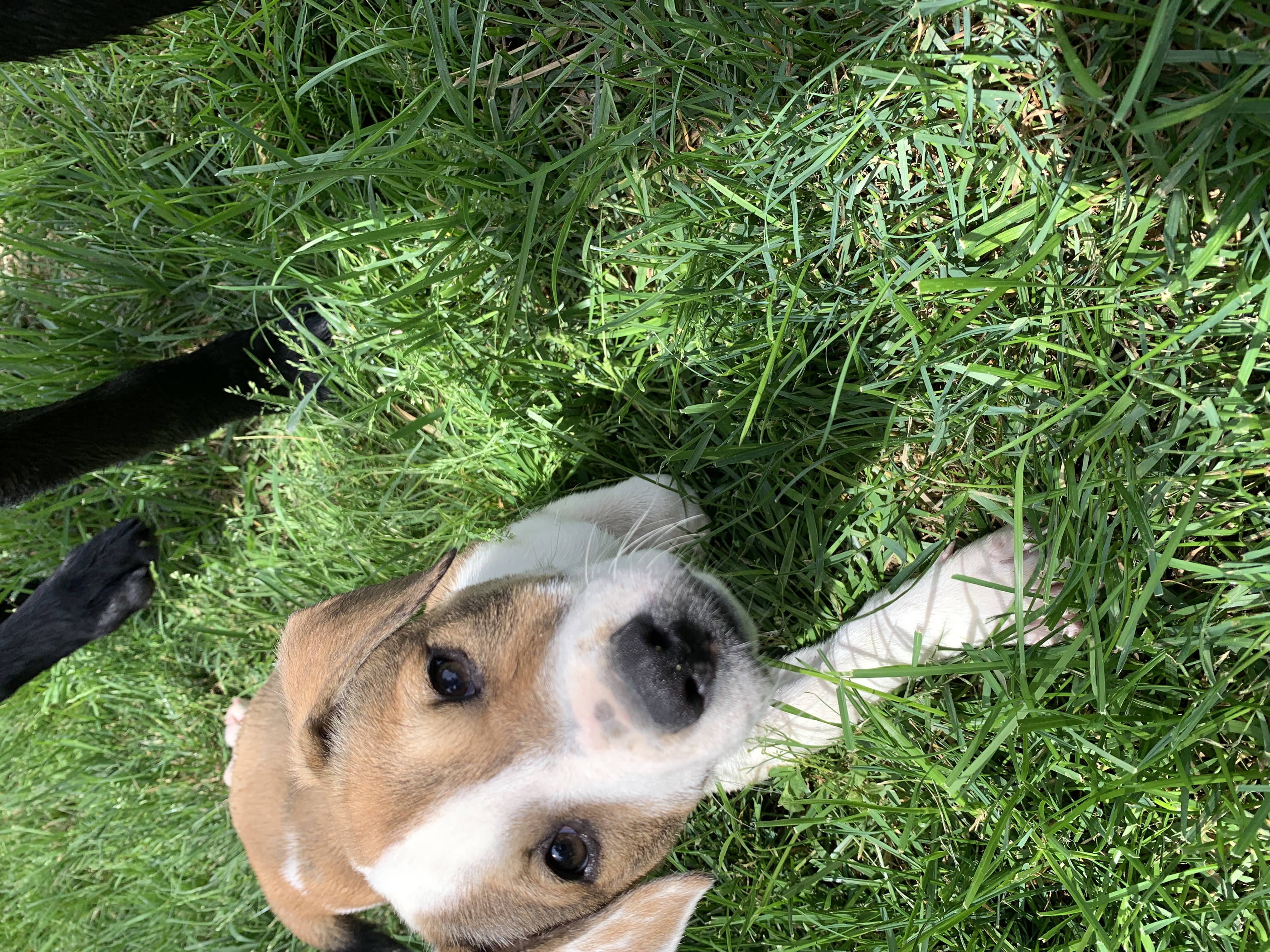 Enlarge Poppy, a Adopted Labrador Retriever in Brownstown, IN image 3/5