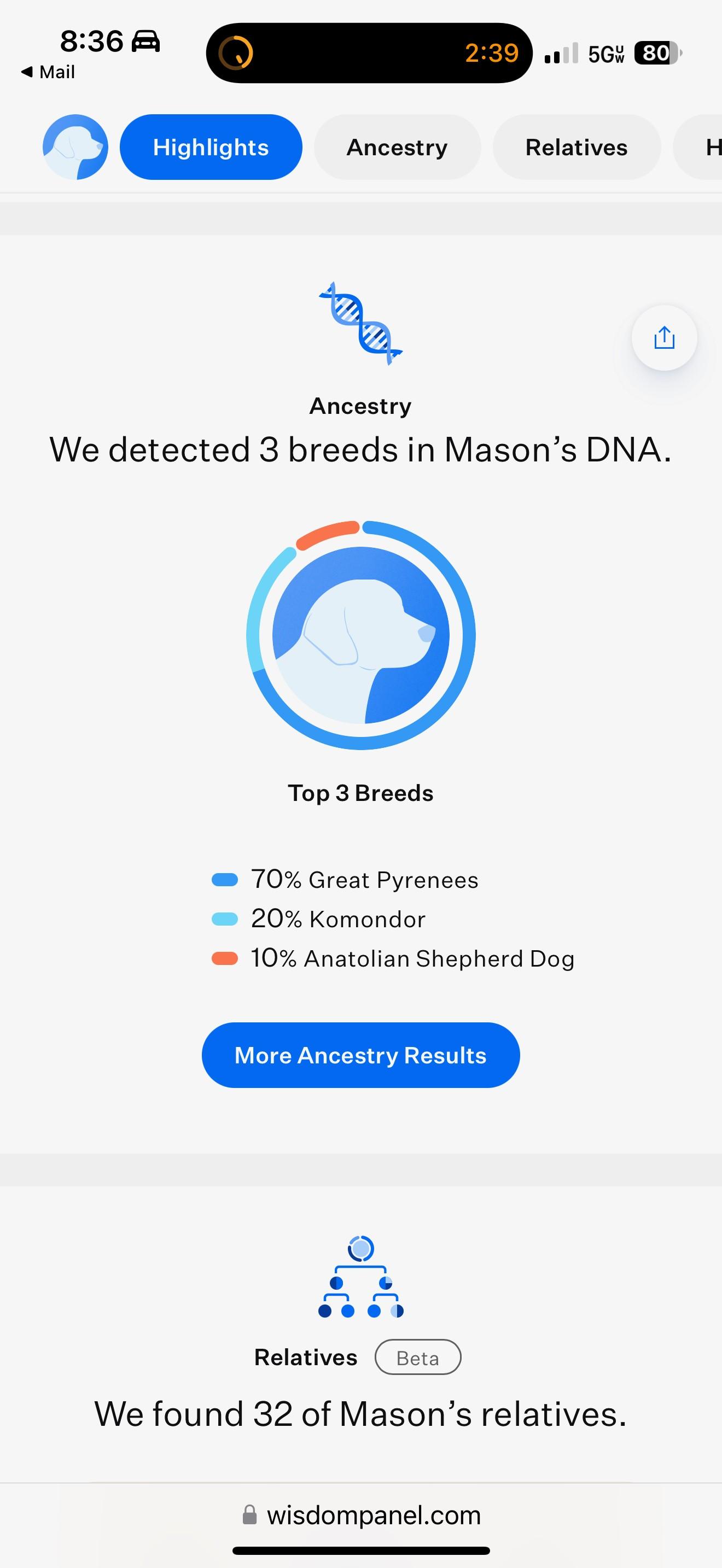 Enlarge Mason, a Adoptable mixed breed in Parkville, MO image 2/5