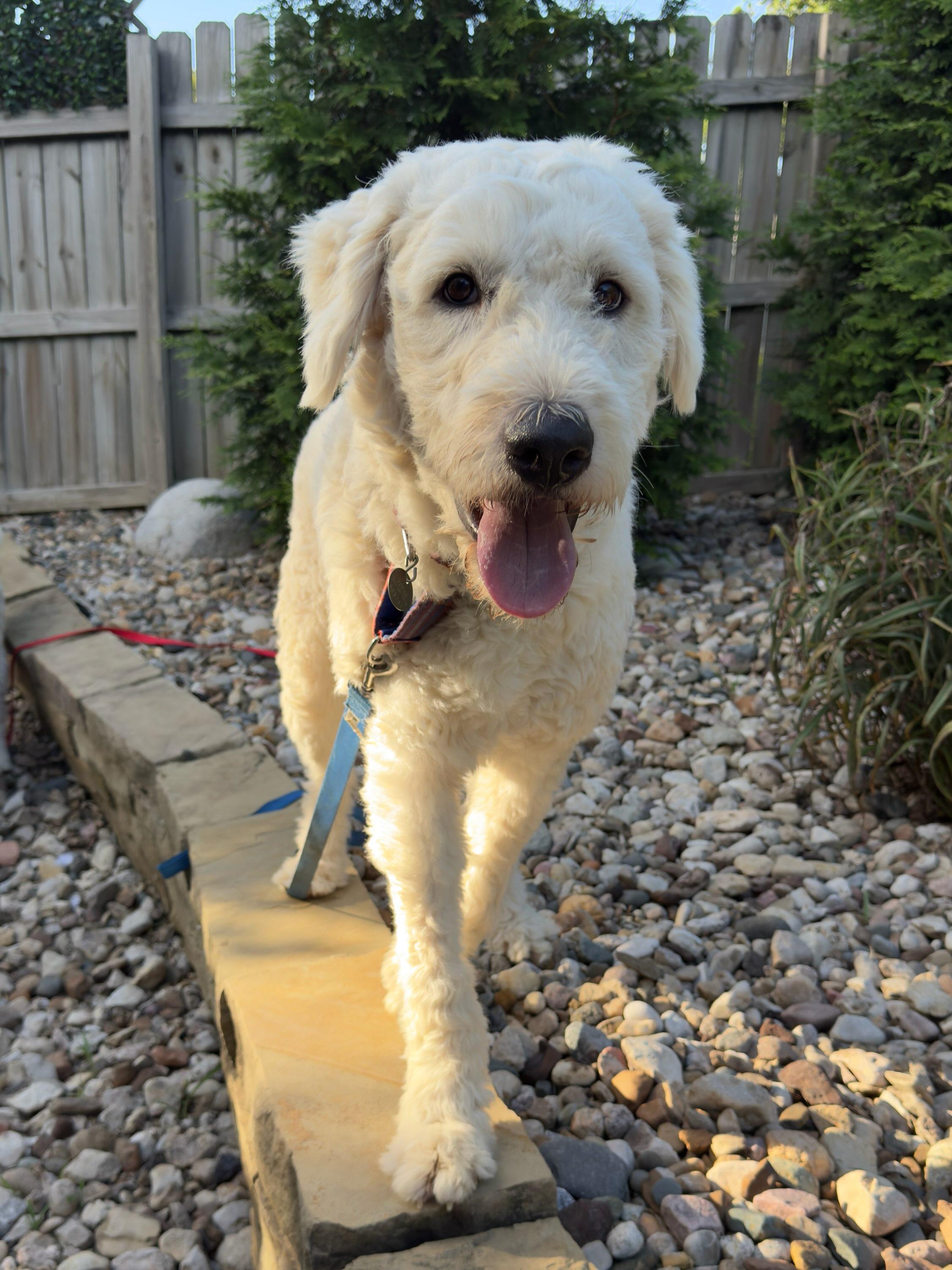 Enlarge Mason, a Adoptable mixed breed in Parkville, MO image 3/5