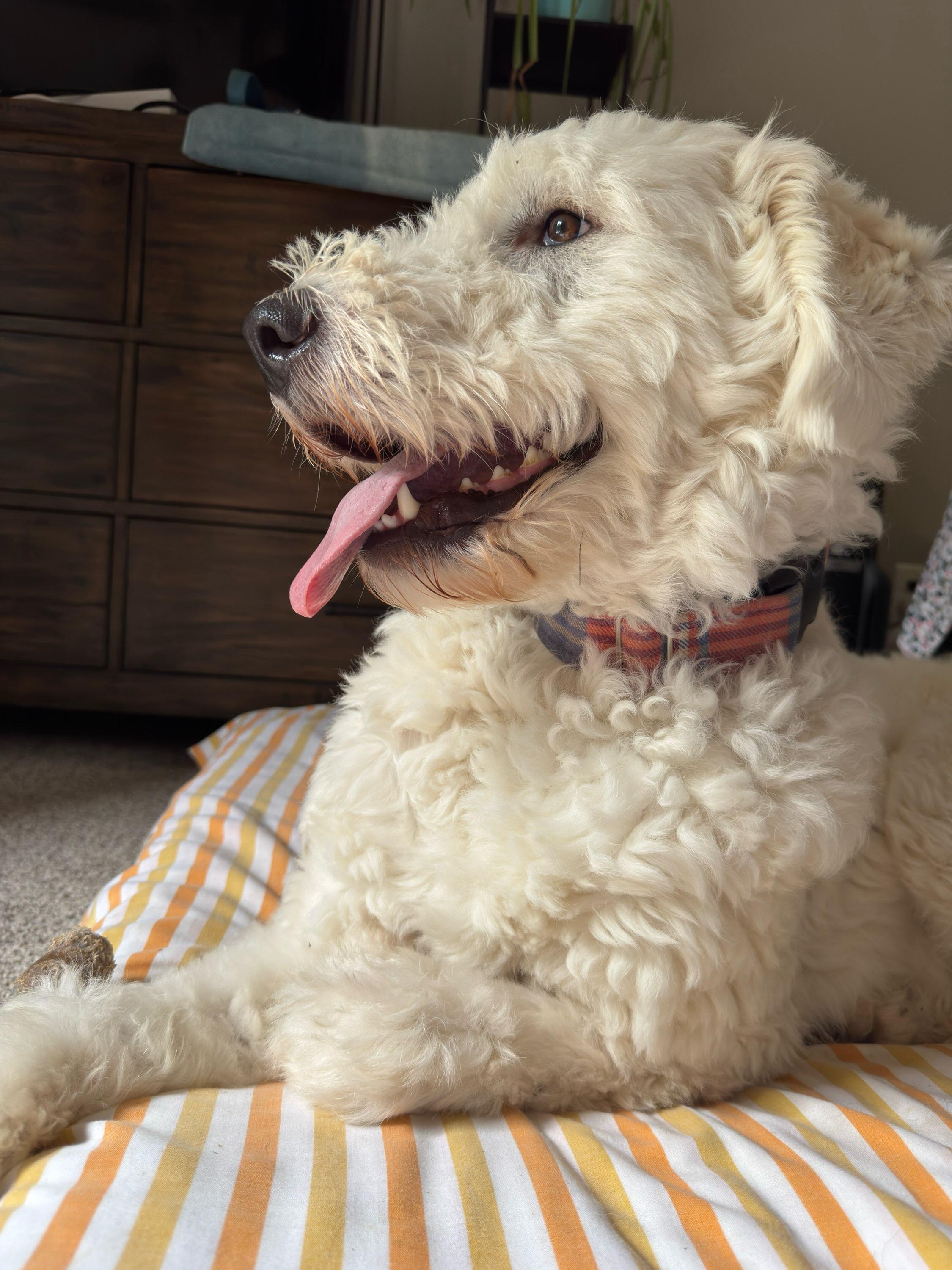 Enlarge Mason, a Adoptable mixed breed in Parkville, MO image 1/5