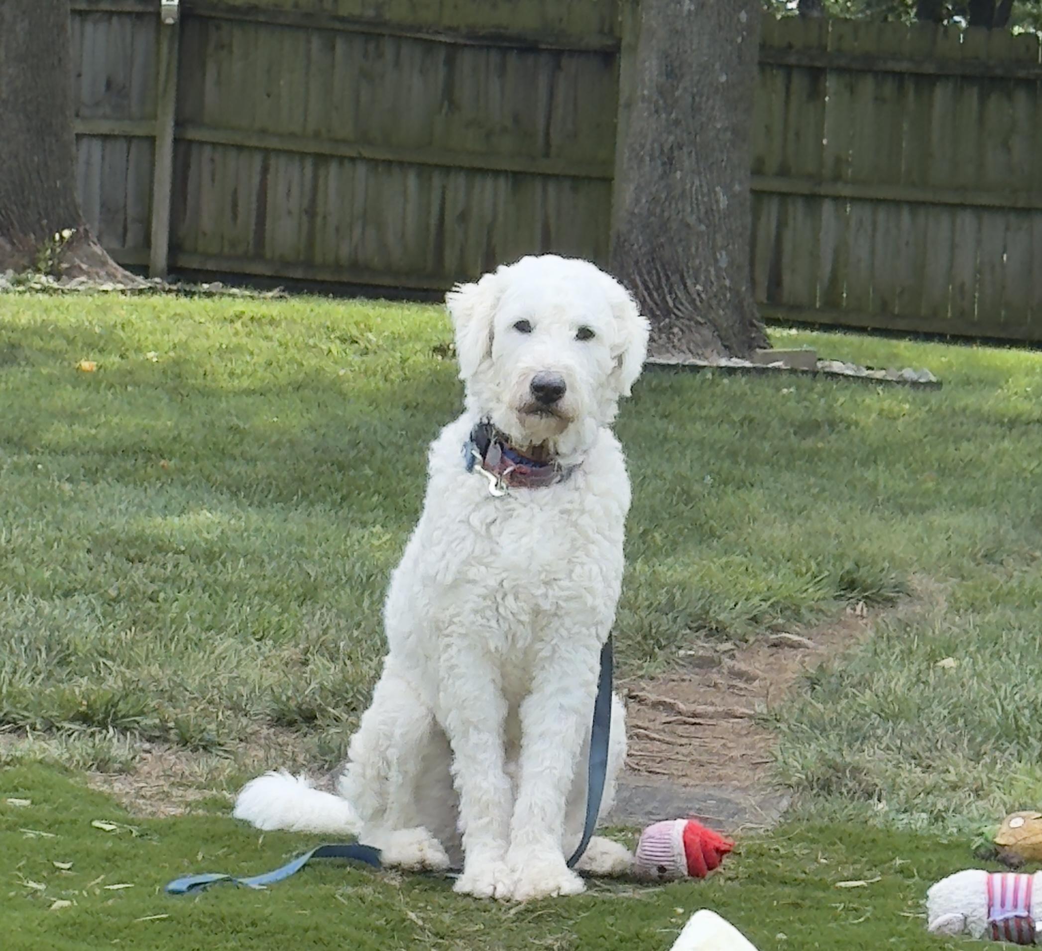 Enlarge Mason, a Adoptable mixed breed in Parkville, MO image 5/5