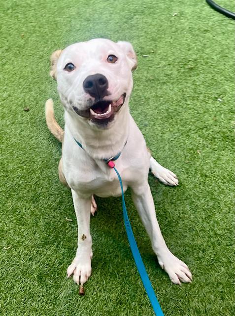 Cassie, Adoptable, Young Male Pit Bull Terrier.