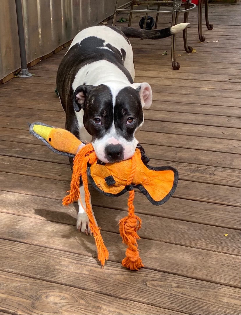 Coco, a Adoptable American Bulldog in Fort Lauderdale, FL image 1/7