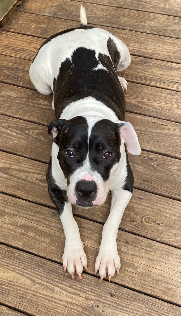 Coco, a Adoptable American Bulldog in Fort Lauderdale, FL image 2/7