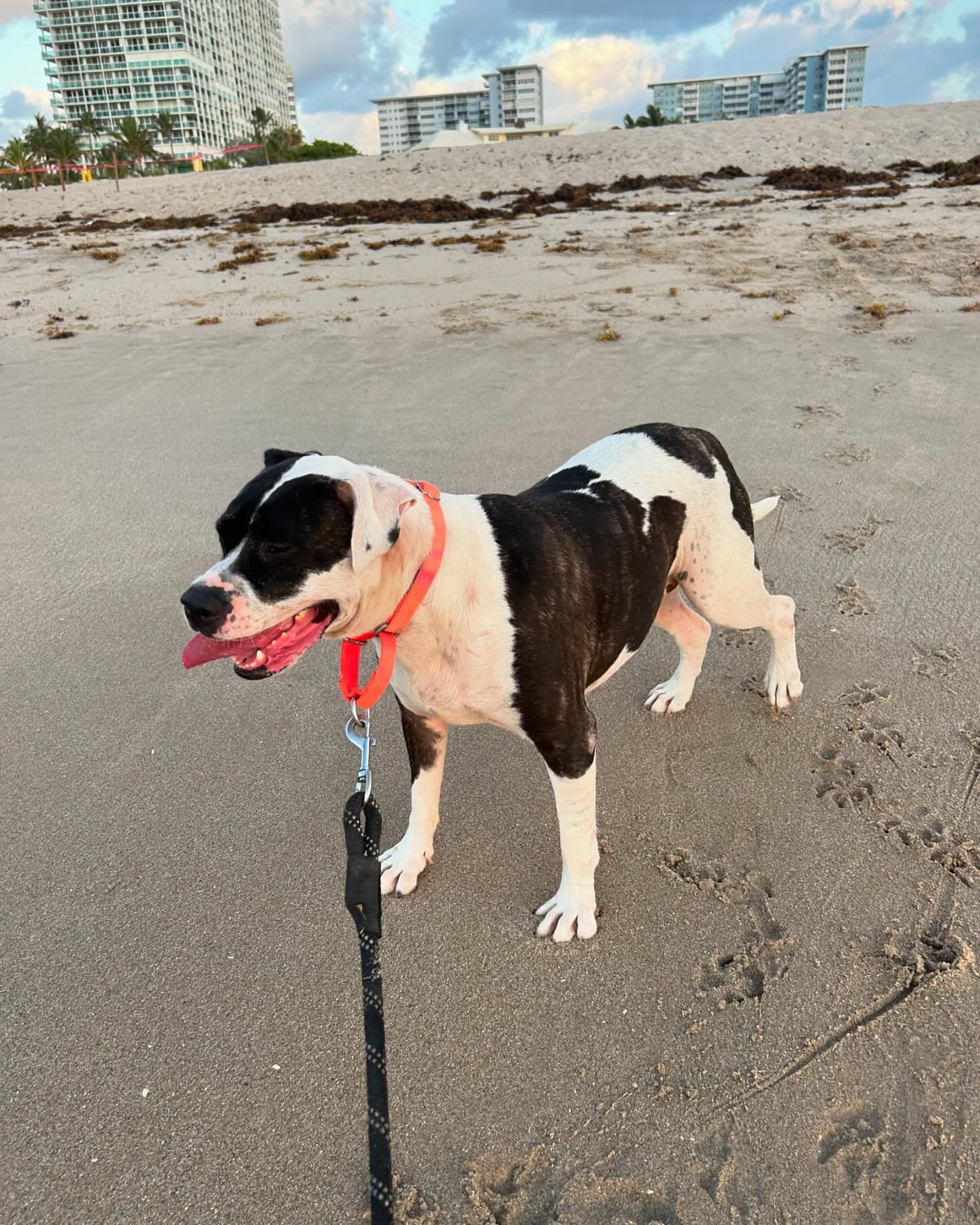 Coco, a Adoptable American Bulldog in Fort Lauderdale, FL image 3/7