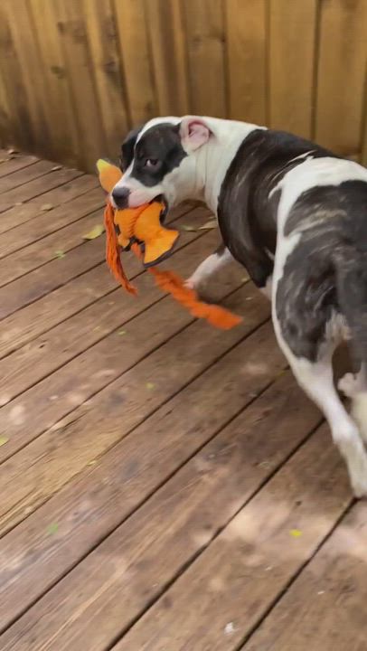 Enlarge Coco, a Adoptable American Bulldog in Fort Lauderdale, FL video 6/7