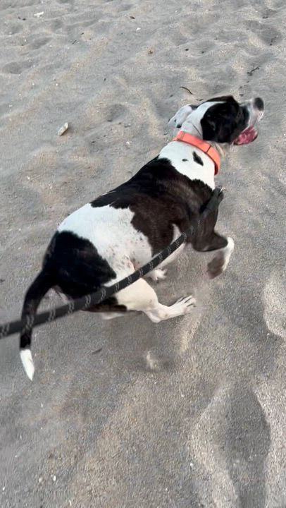 Enlarge Coco, a Adoptable American Bulldog in Fort Lauderdale, FL video 7/7