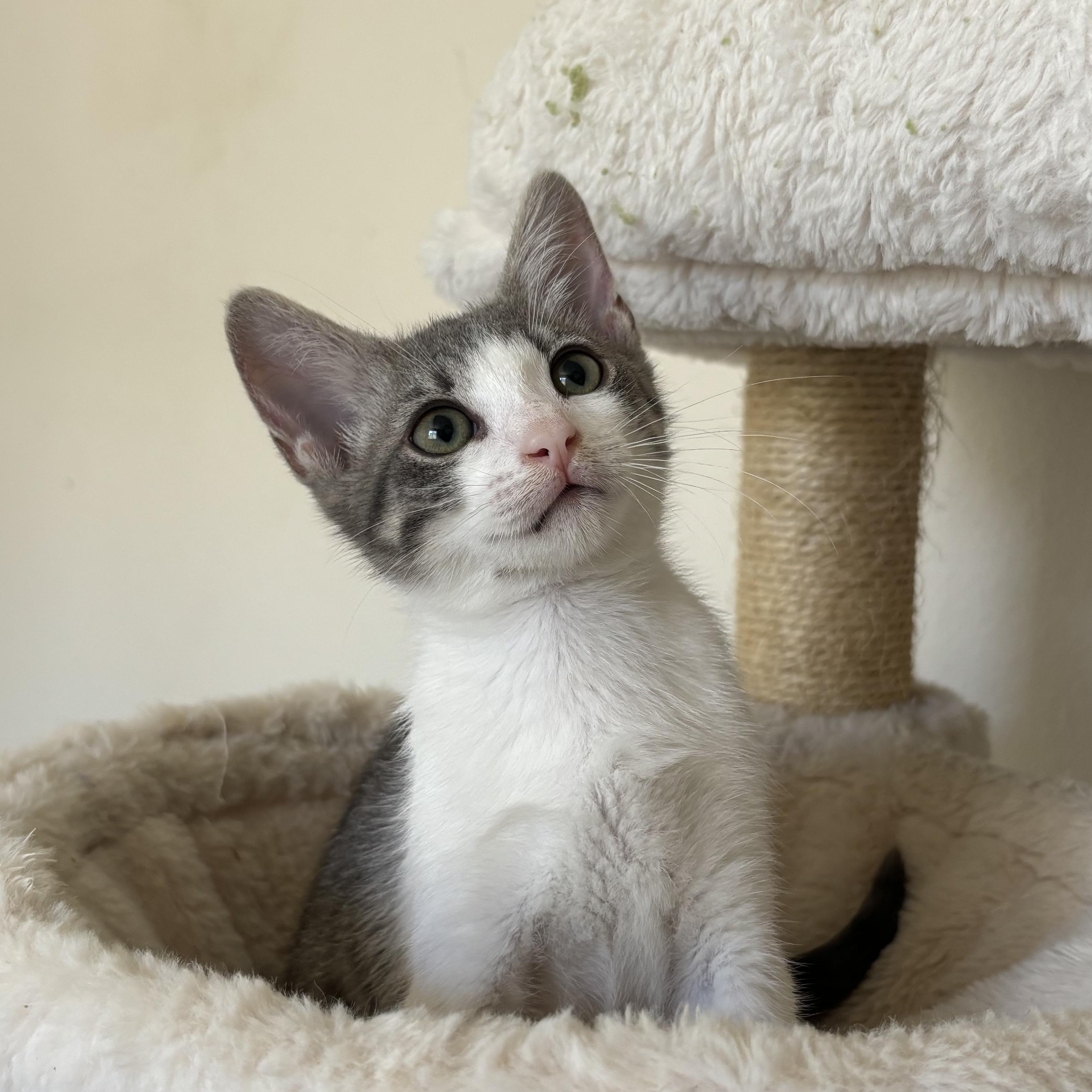 Enlarge Cheese, a Adopted Domestic Short Hair in Woodbine, MD image 1/6