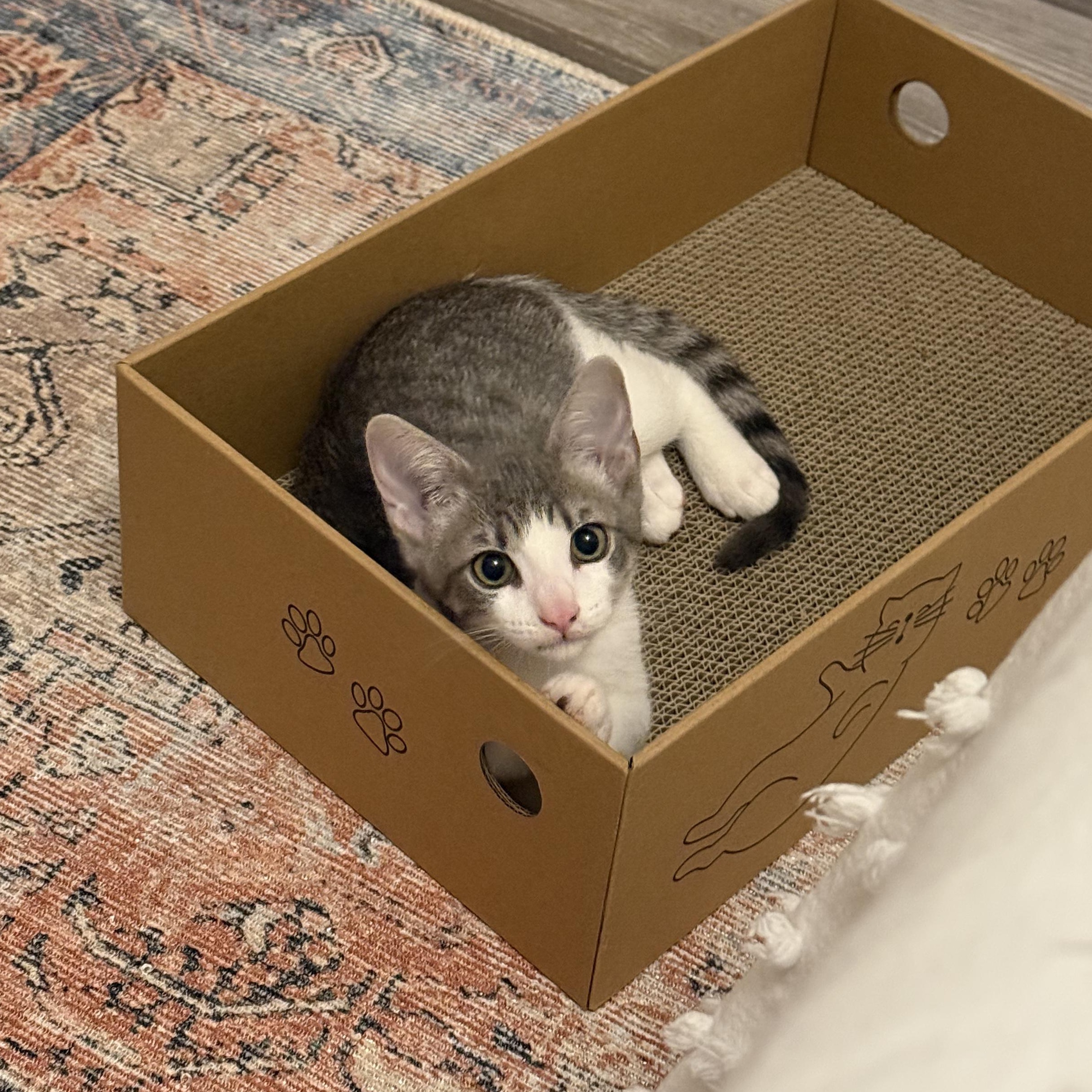 Enlarge Cheese, a Adopted Domestic Short Hair in Woodbine, MD image 3/6