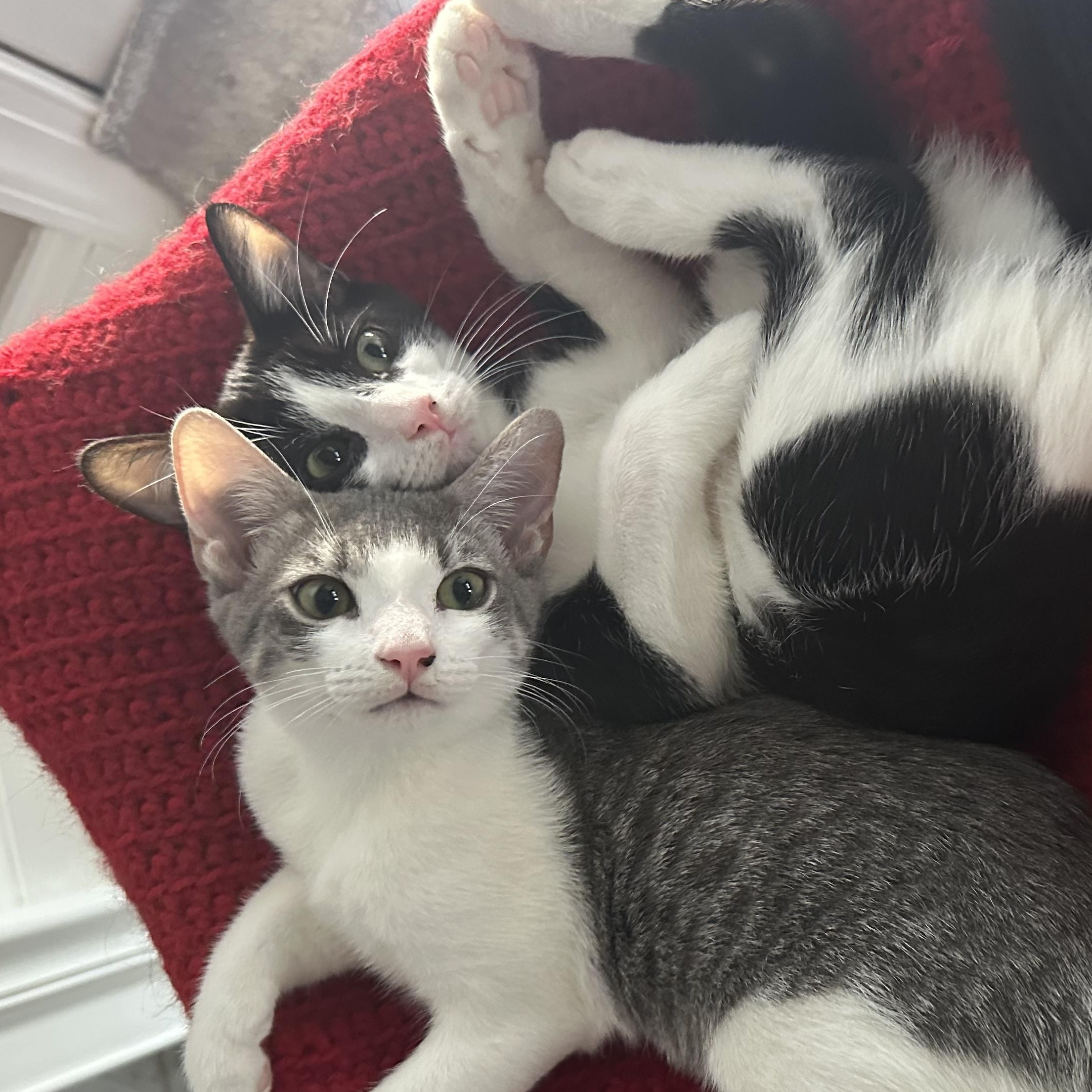 Enlarge Cheese, a Adopted Domestic Short Hair in Woodbine, MD image 2/6