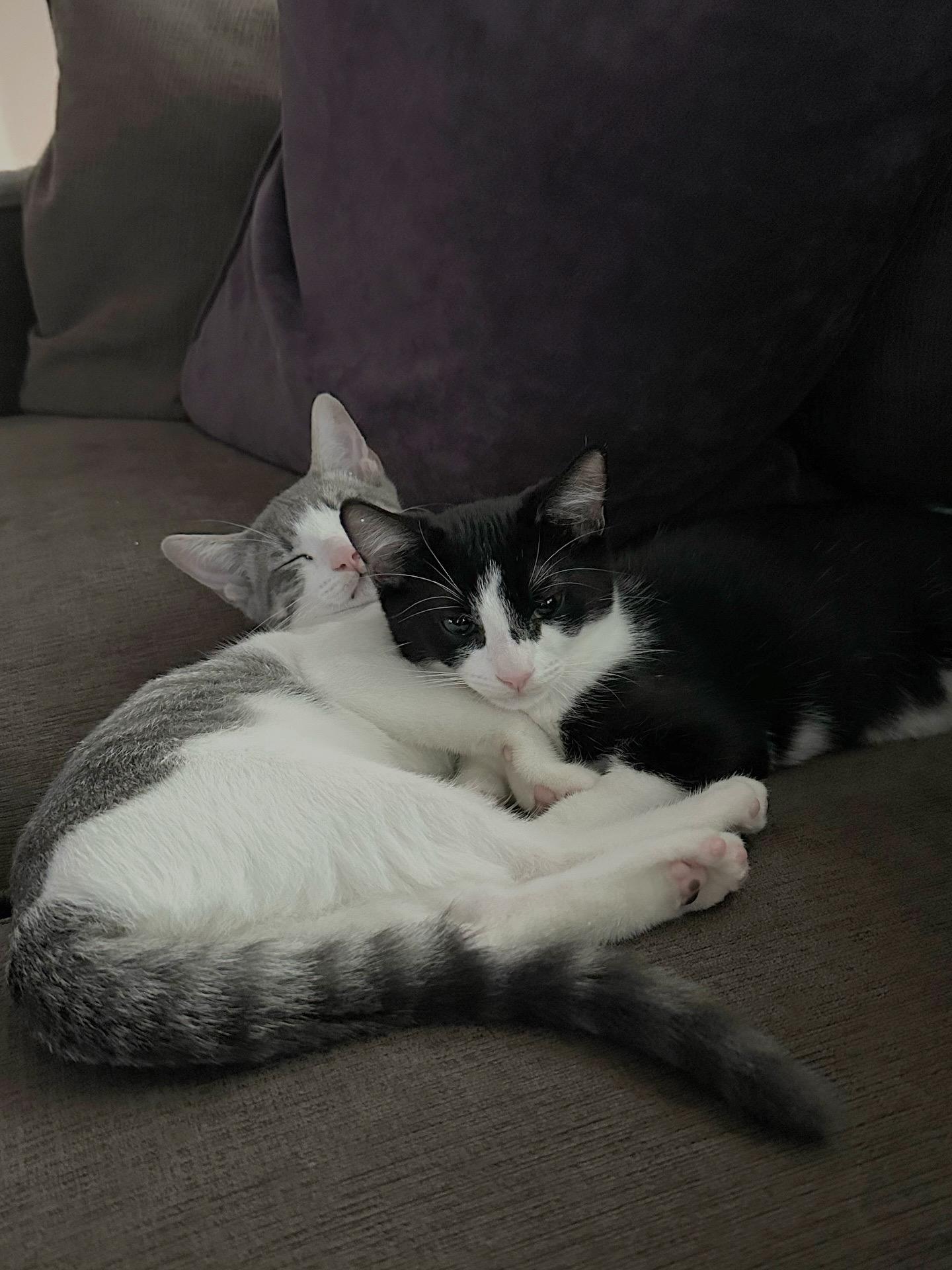 Enlarge Cheese, a Adopted Domestic Short Hair in Woodbine, MD image 4/6